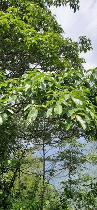 Nyssa javanica