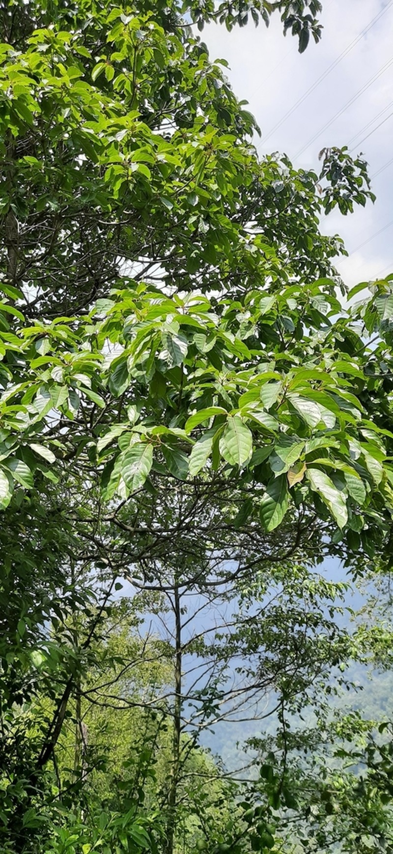 Nyssa javanica