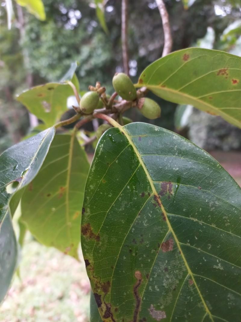 Nyssa javanica photo 2
