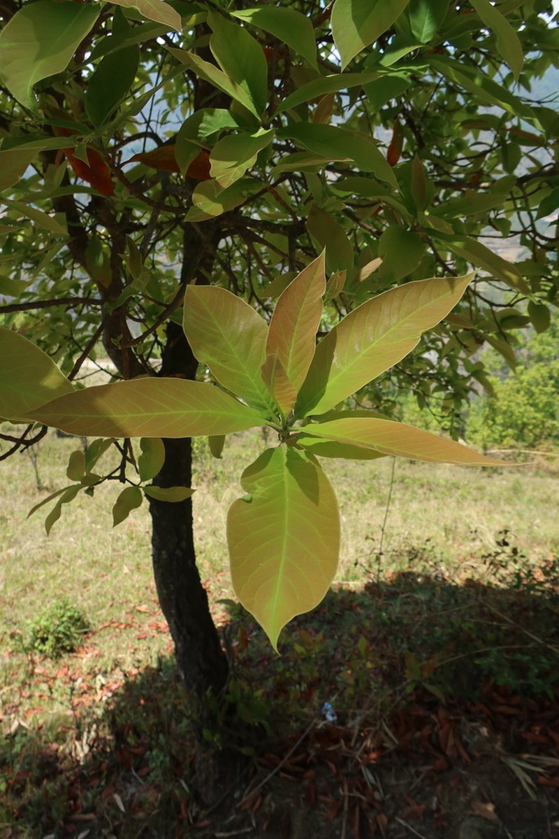 Nyssa javanica photo 3
