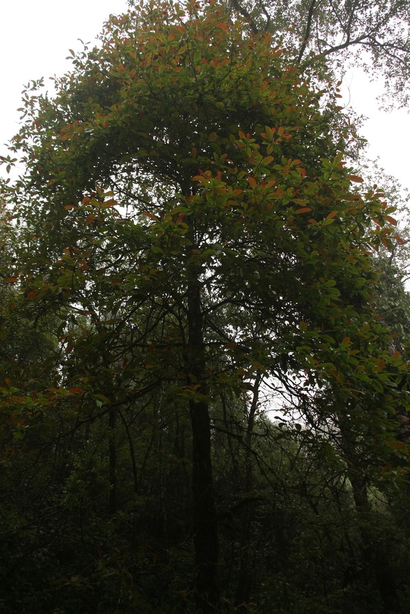 Nyssa javanica photo 4
