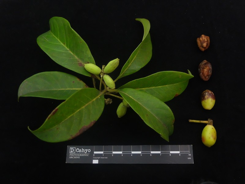 Nyssa javanica photo 6