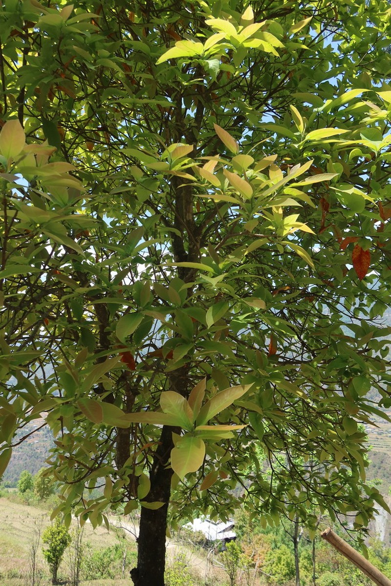 Nyssa javanica photo 7