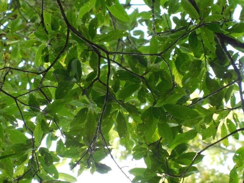 Nyssa javanica photo 8