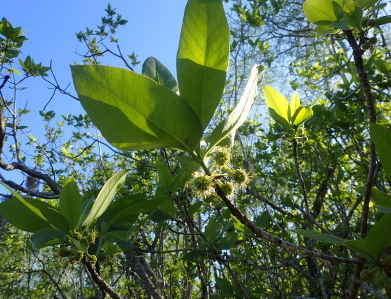 Ogeechee Tupelo photo 5