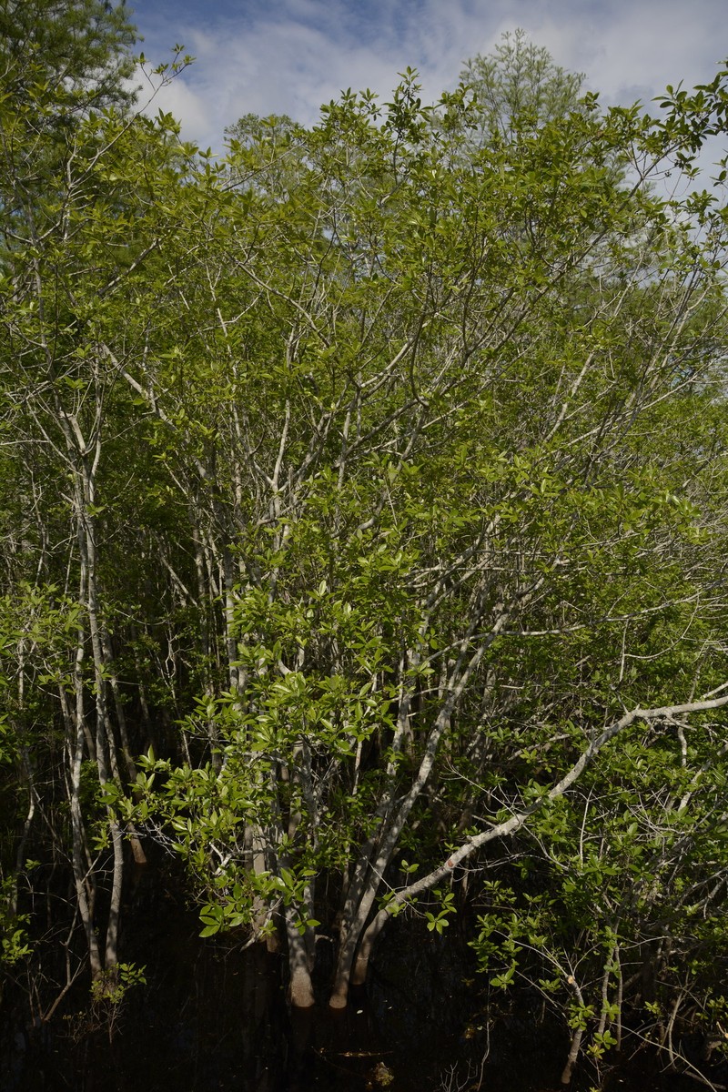 Ogeechee Tupelo photo 6