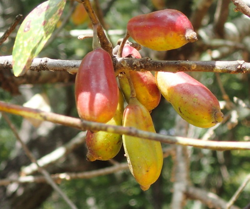 Ogeechee Tupelo photo 2