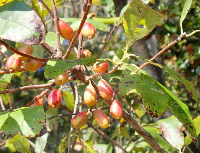 Ogeechee Tupelo photo 3