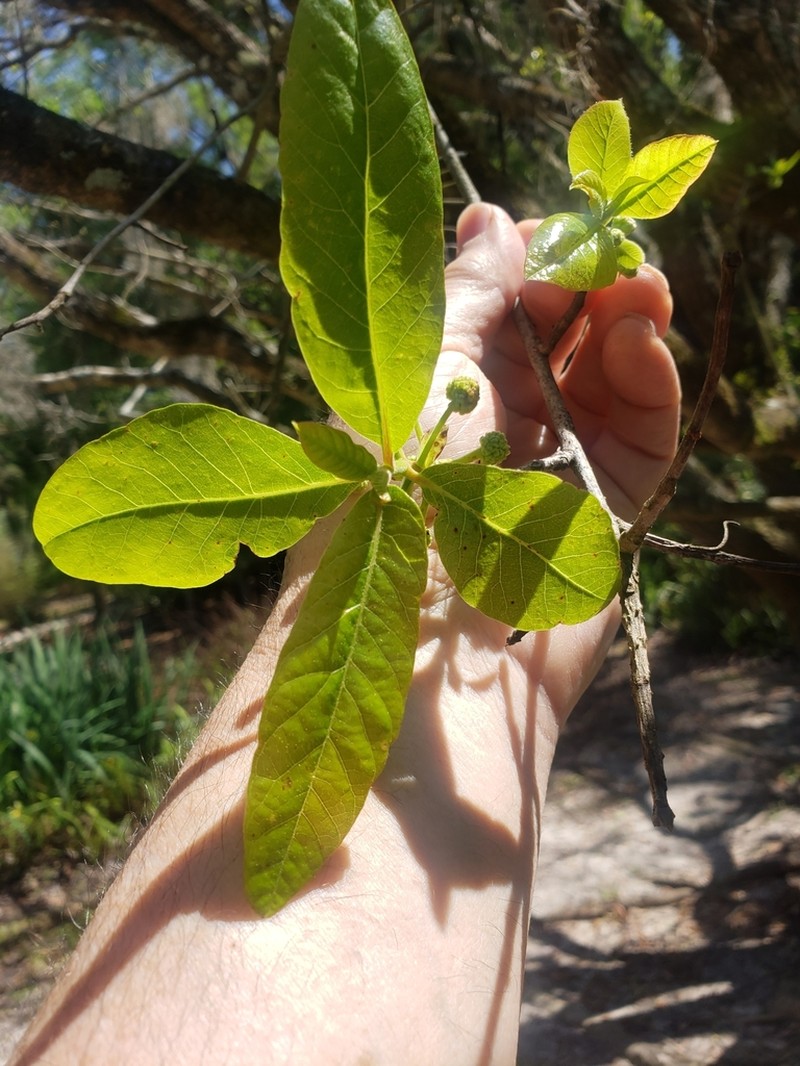 Ogeechee Tupelo photo 3