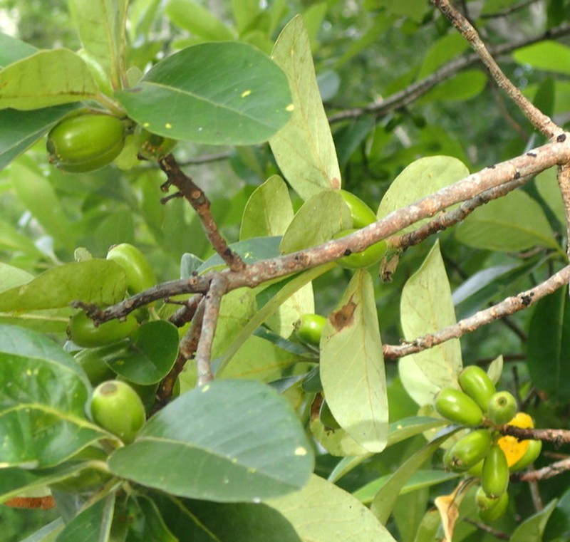 Ogeechee Tupelo photo 4