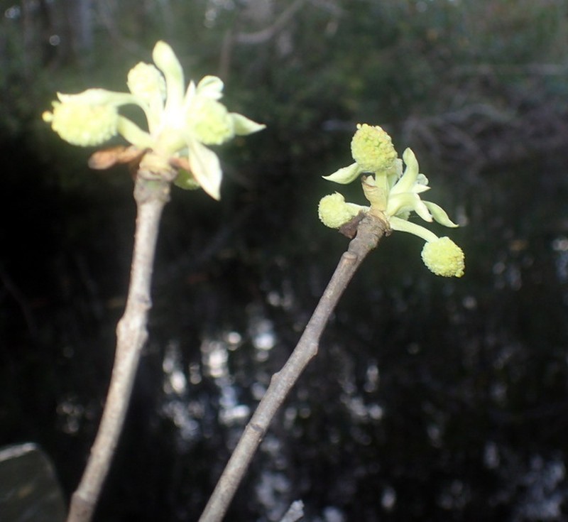 Ogeechee Tupelo photo 5