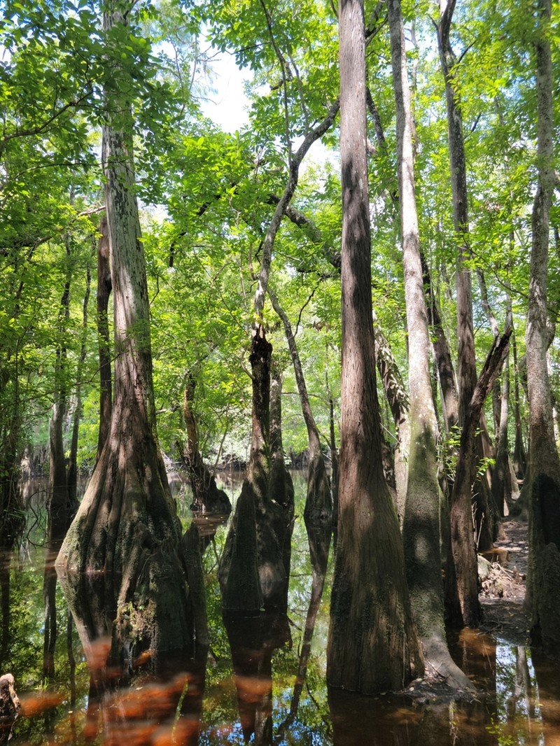 Ogeechee Tupelo photo 8