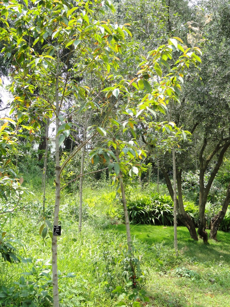 Nyssa sinensis