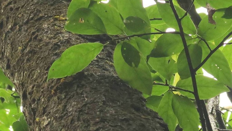 Nyssa sinensis photo 2