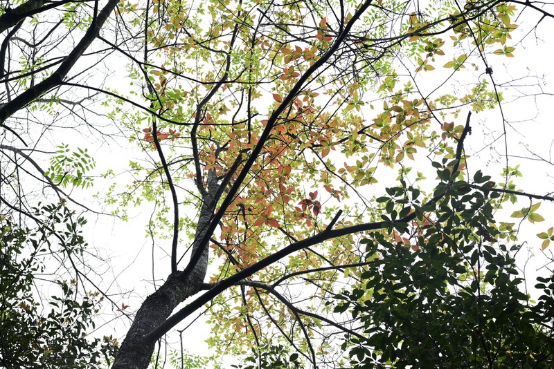 Nyssa sinensis photo 3