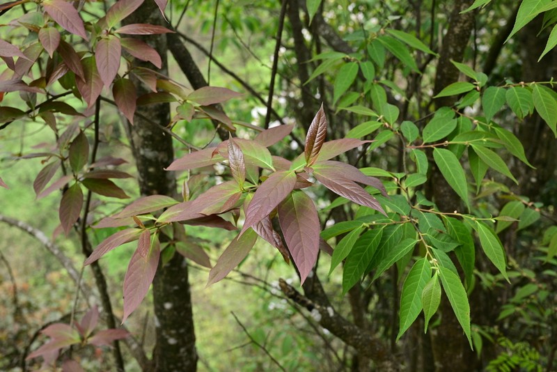 Nyssa sinensis photo 4