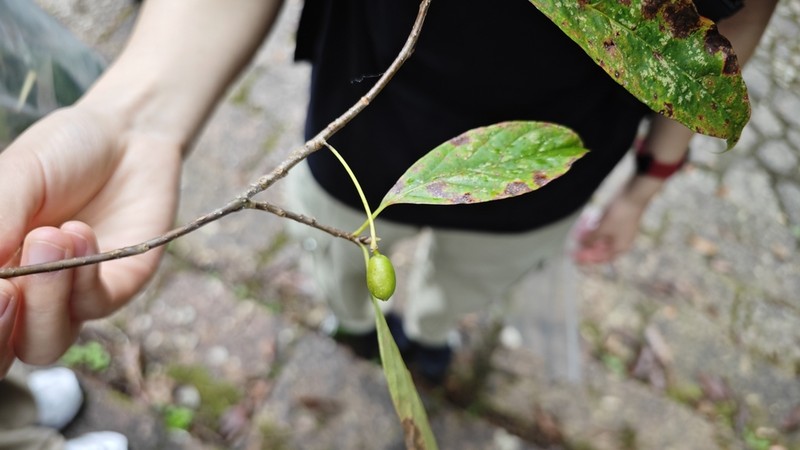 Nyssa sinensis photo 7
