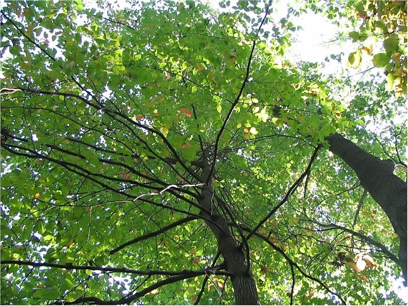 Blackgum photo 2