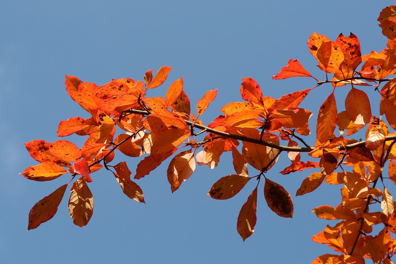 Blackgum photo 3