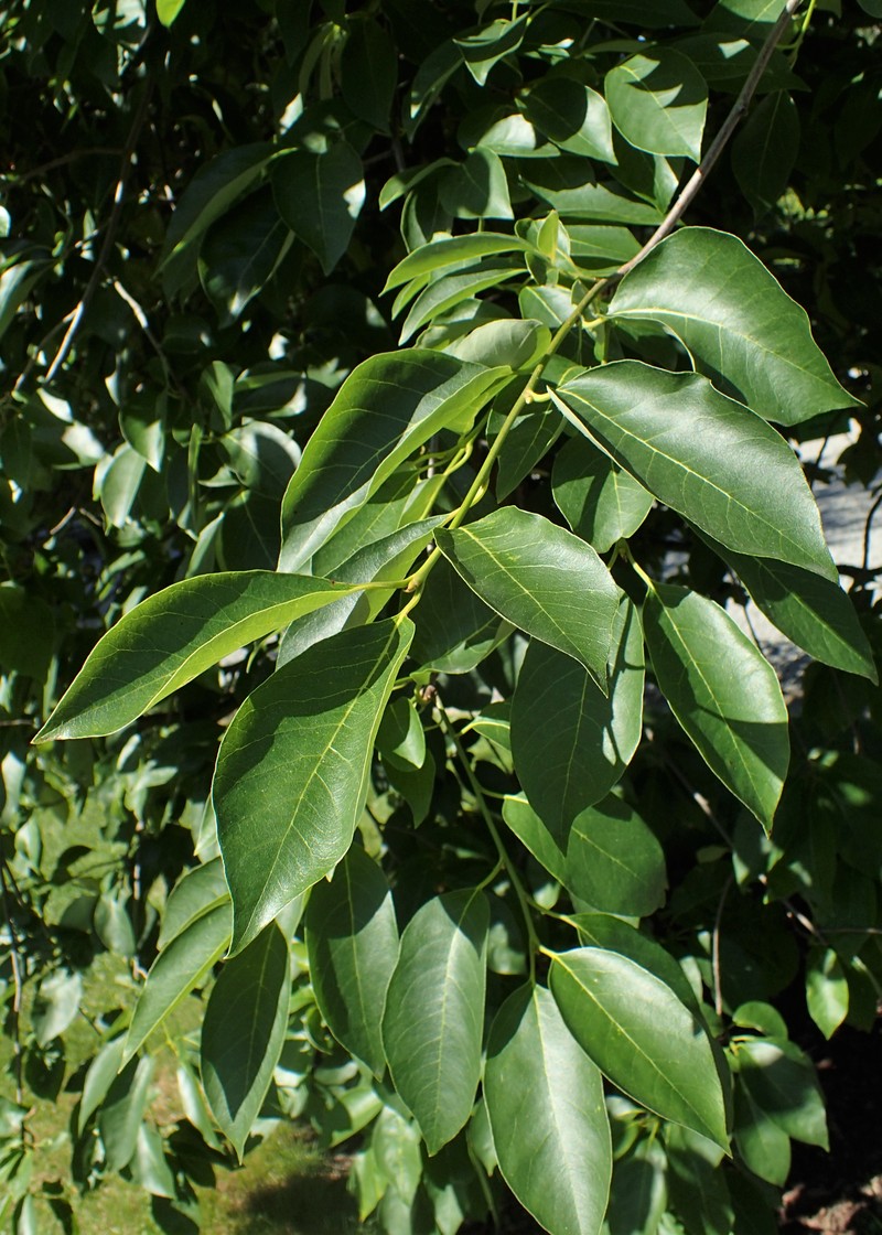 Blackgum photo 4