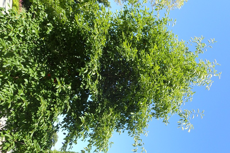 Blackgum photo 5