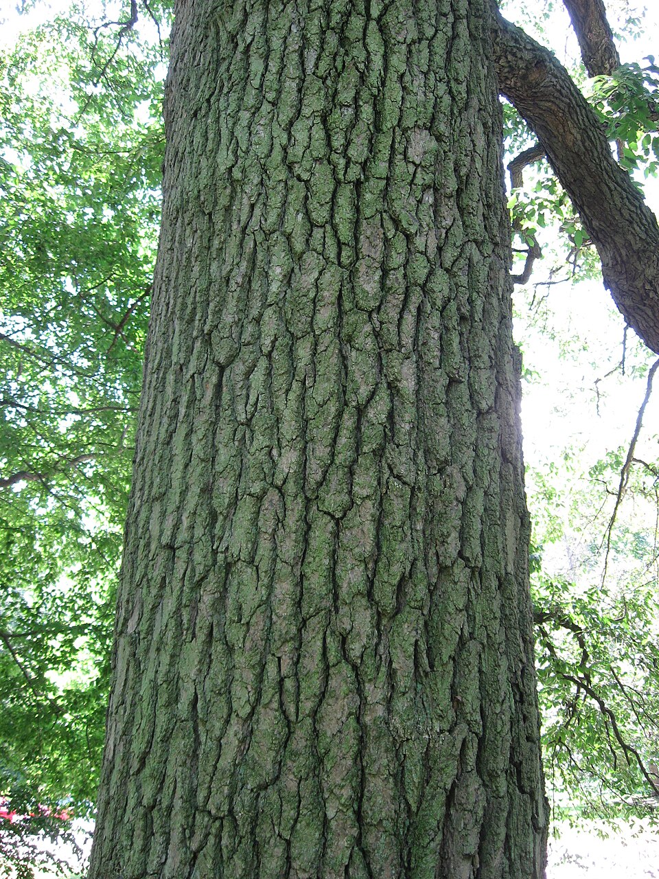 Blackgum photo 7