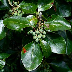 Blackgum