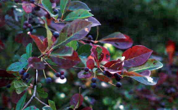 Blackgum photo 8