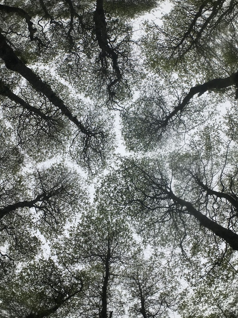Blackgum photo 5