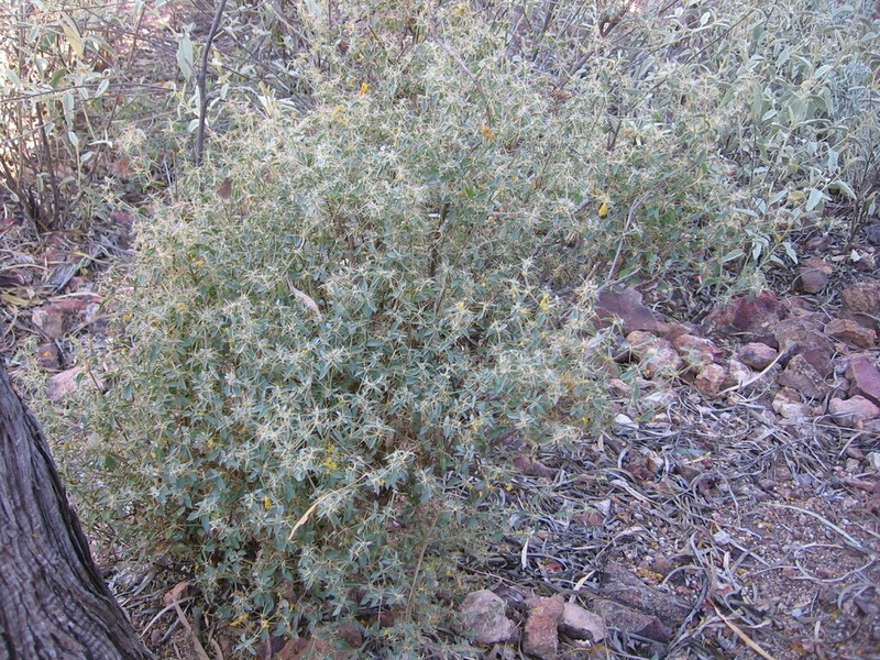 Nyssanthes impervia
