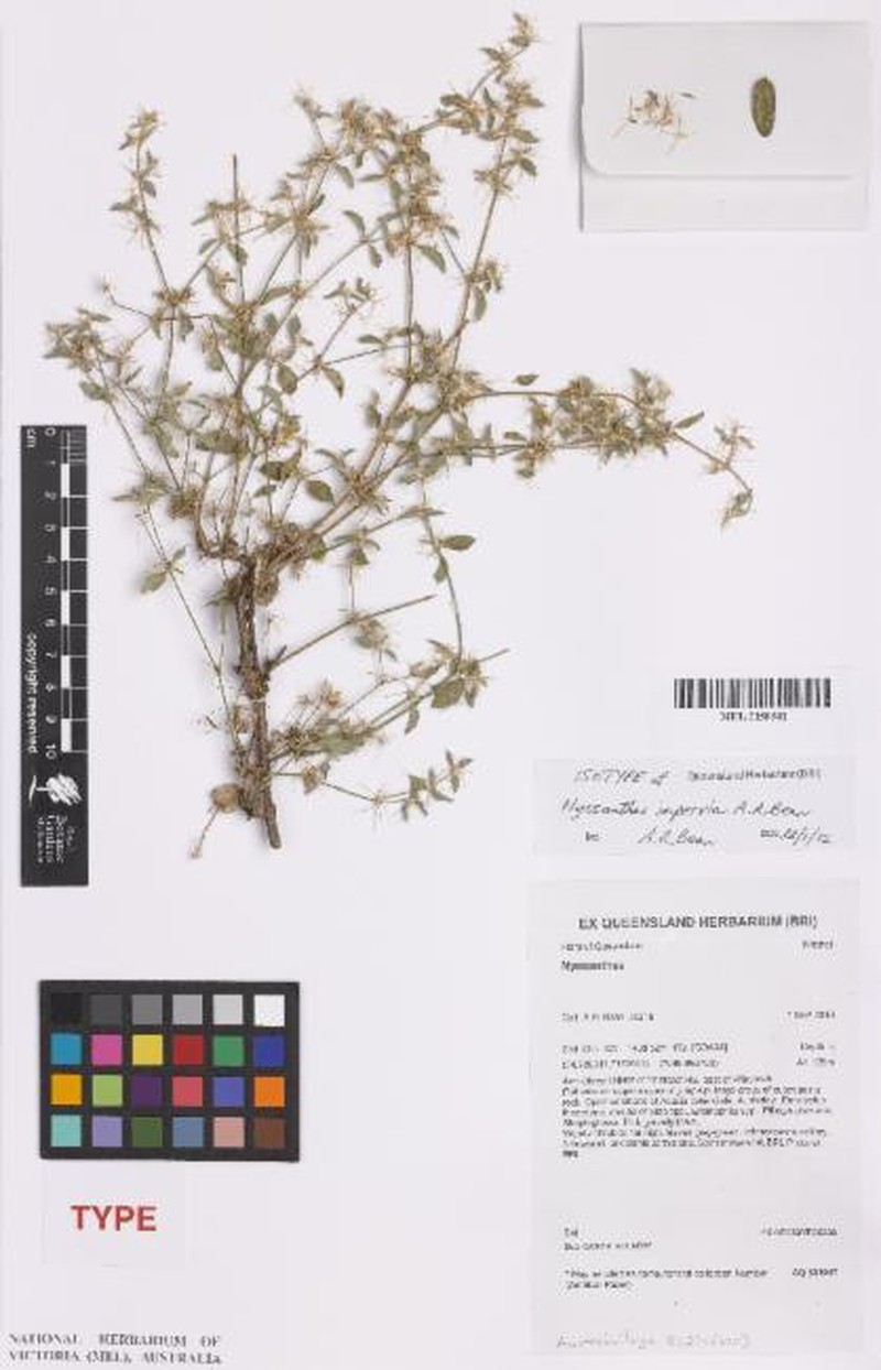 Nyssanthes impervia photo 3