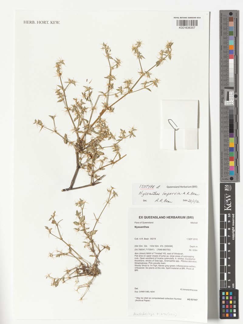 Nyssanthes impervia photo 4