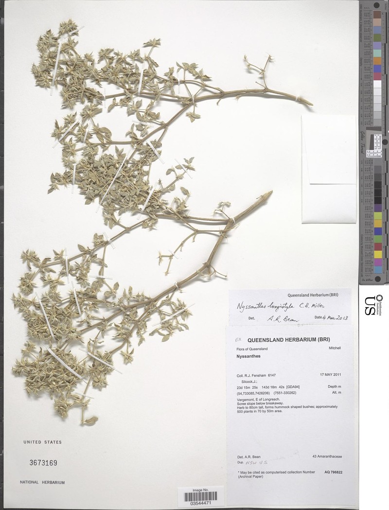 Nyssanthes longistyla photo 3