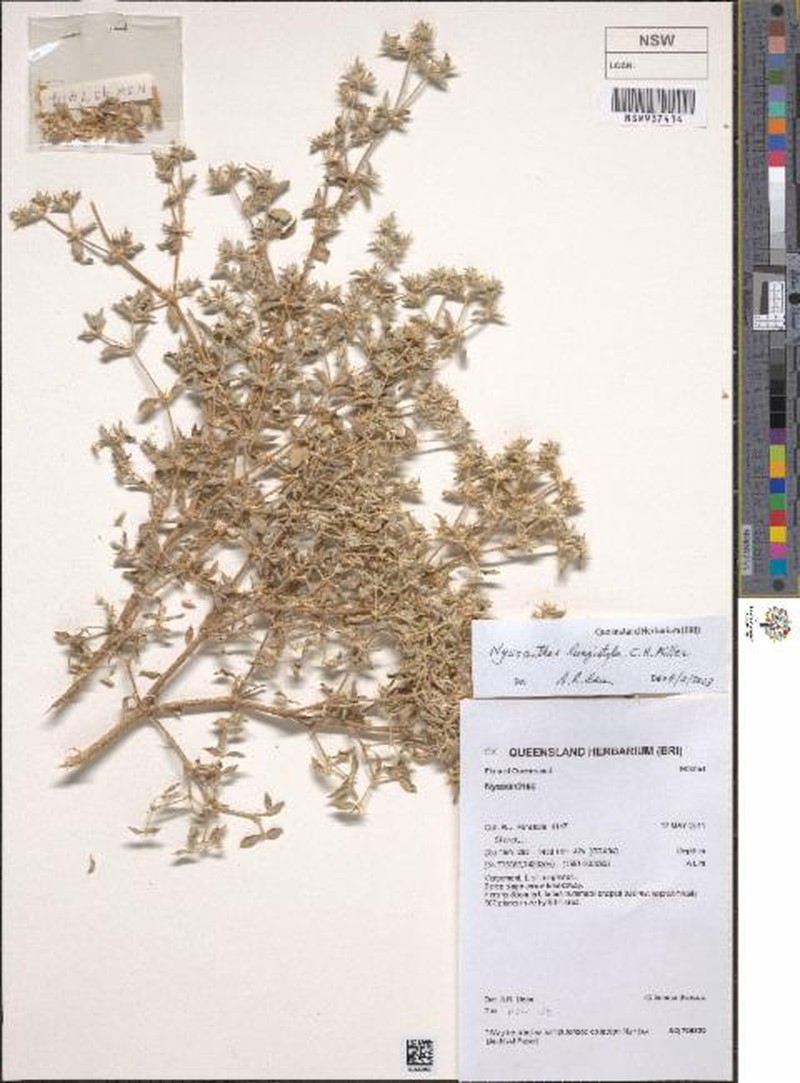 Nyssanthes longistyla photo 4