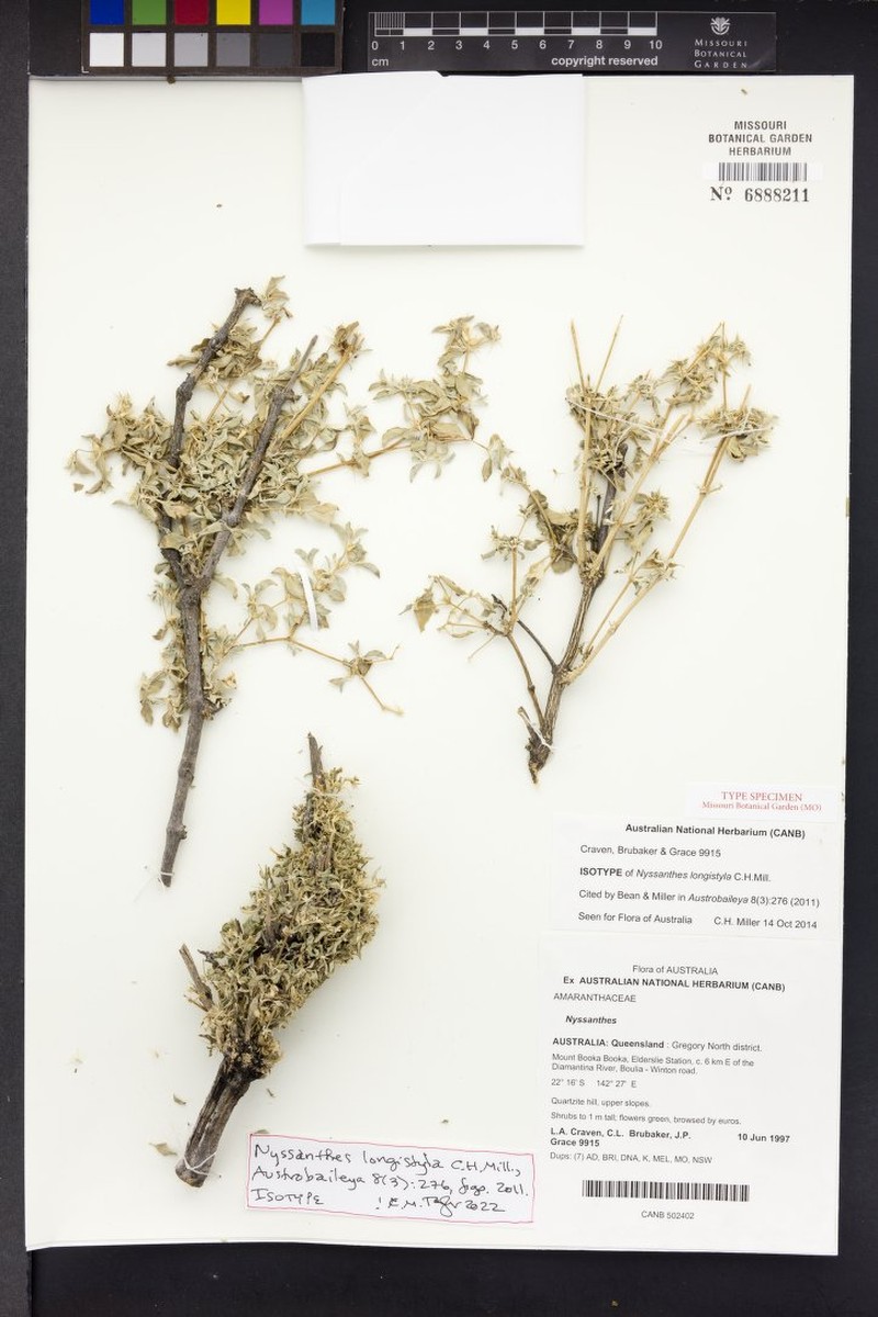 Nyssanthes longistyla photo 5
