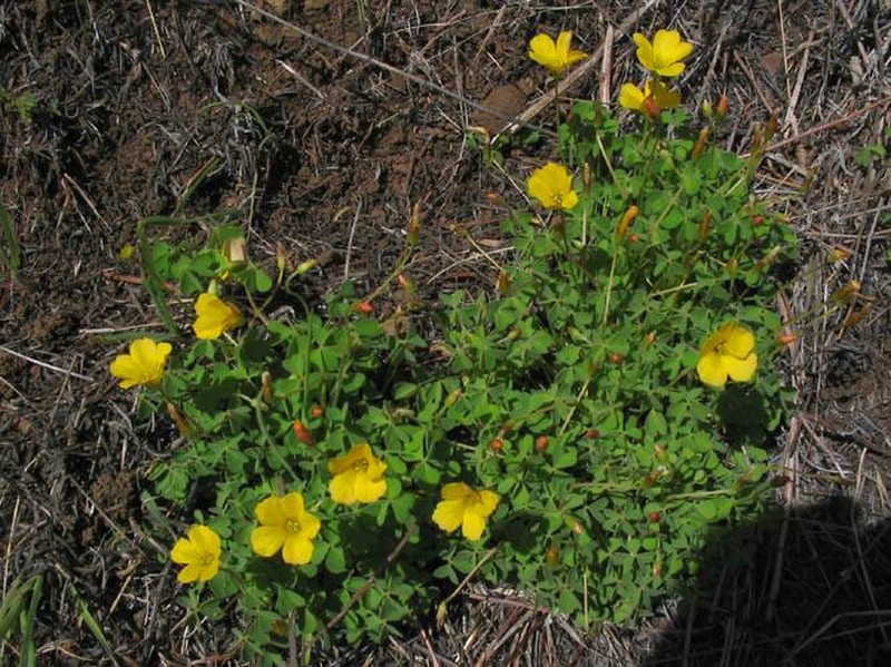 Radishroot Woodsorrel photo 4