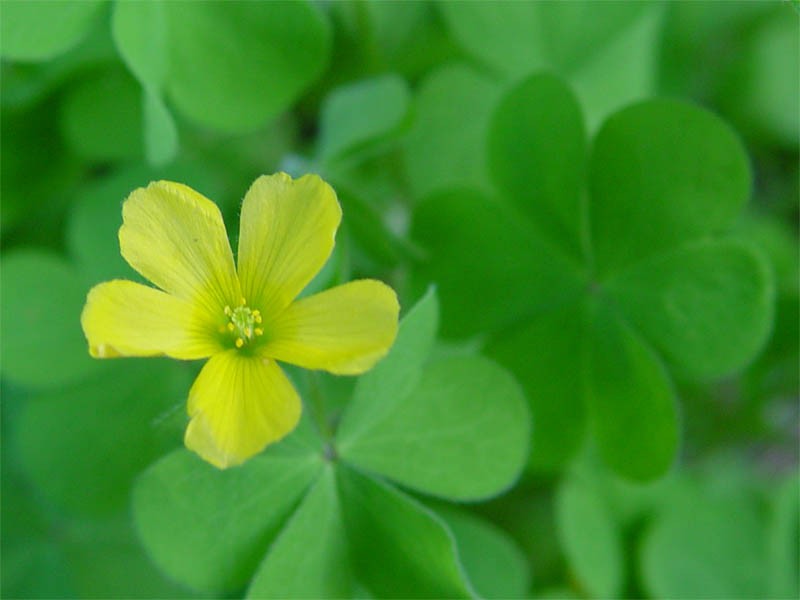 Radishroot Woodsorrel