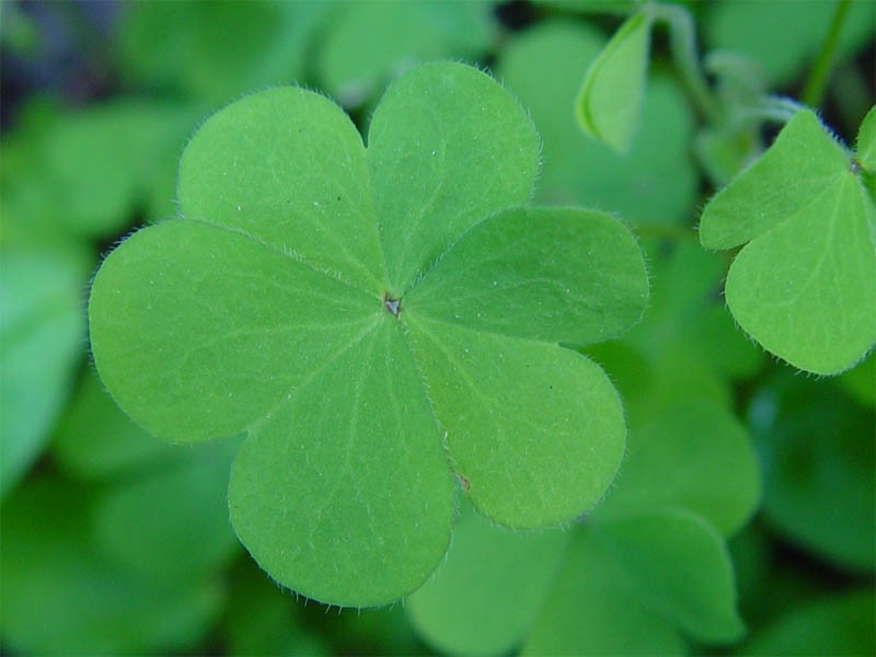 Radishroot Woodsorrel photo 2