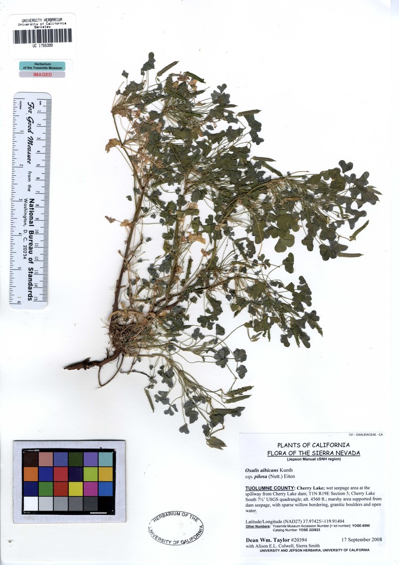 Radishroot Woodsorrel photo 3