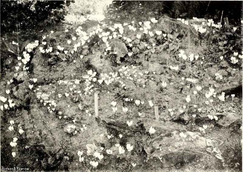 Alpine Woodsorrel photo 2