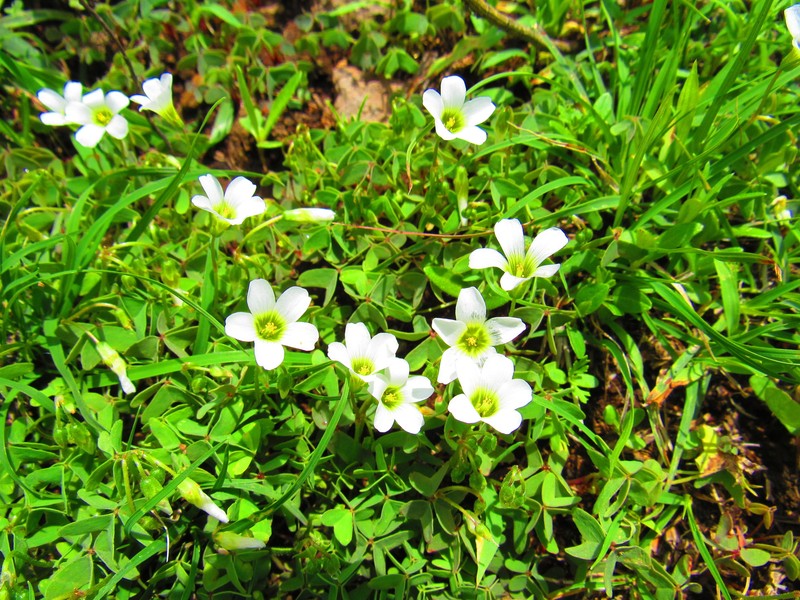Alpine Woodsorrel
