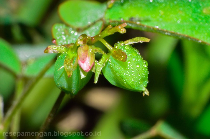 Barrelier's Woodsorrel photo 4