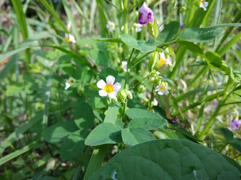 Barrelier's Woodsorrel photo 5