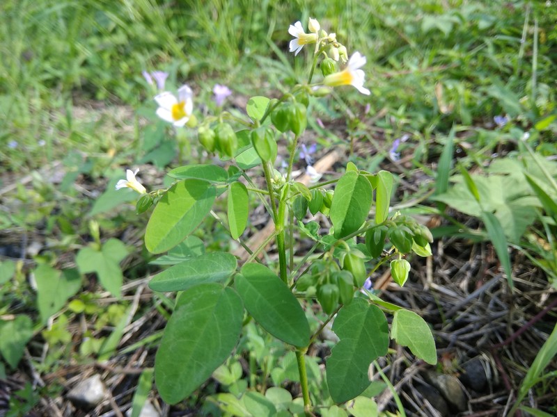 Barrelier's Woodsorrel photo 6