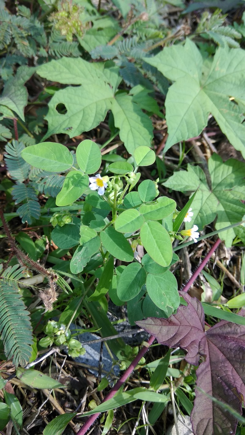Barrelier's Woodsorrel photo 2