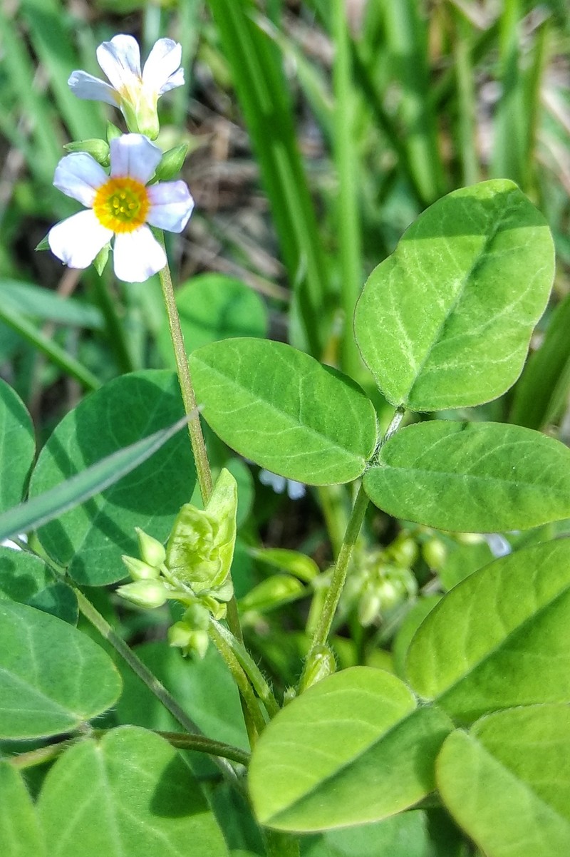 Barrelier's Woodsorrel photo 3