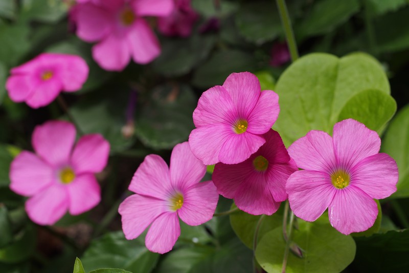 Red-Flower Woodsorrel photo 5
