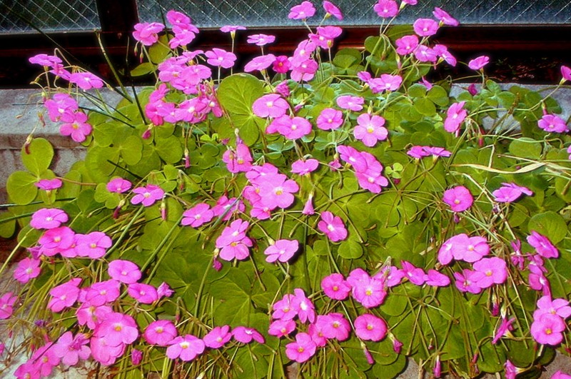 Red-Flower Woodsorrel