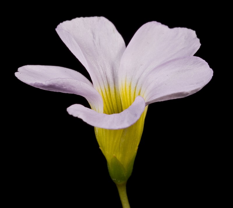 Red-Flower Woodsorrel photo 2