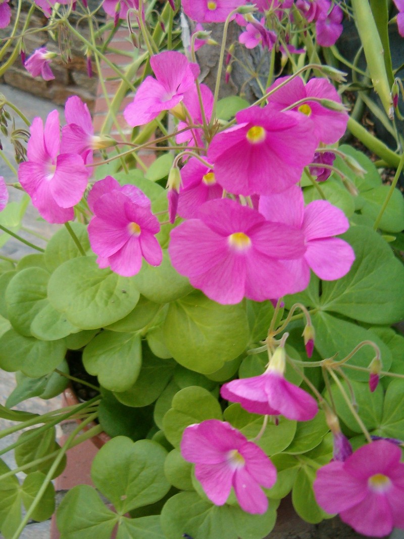 Red-Flower Woodsorrel photo 3